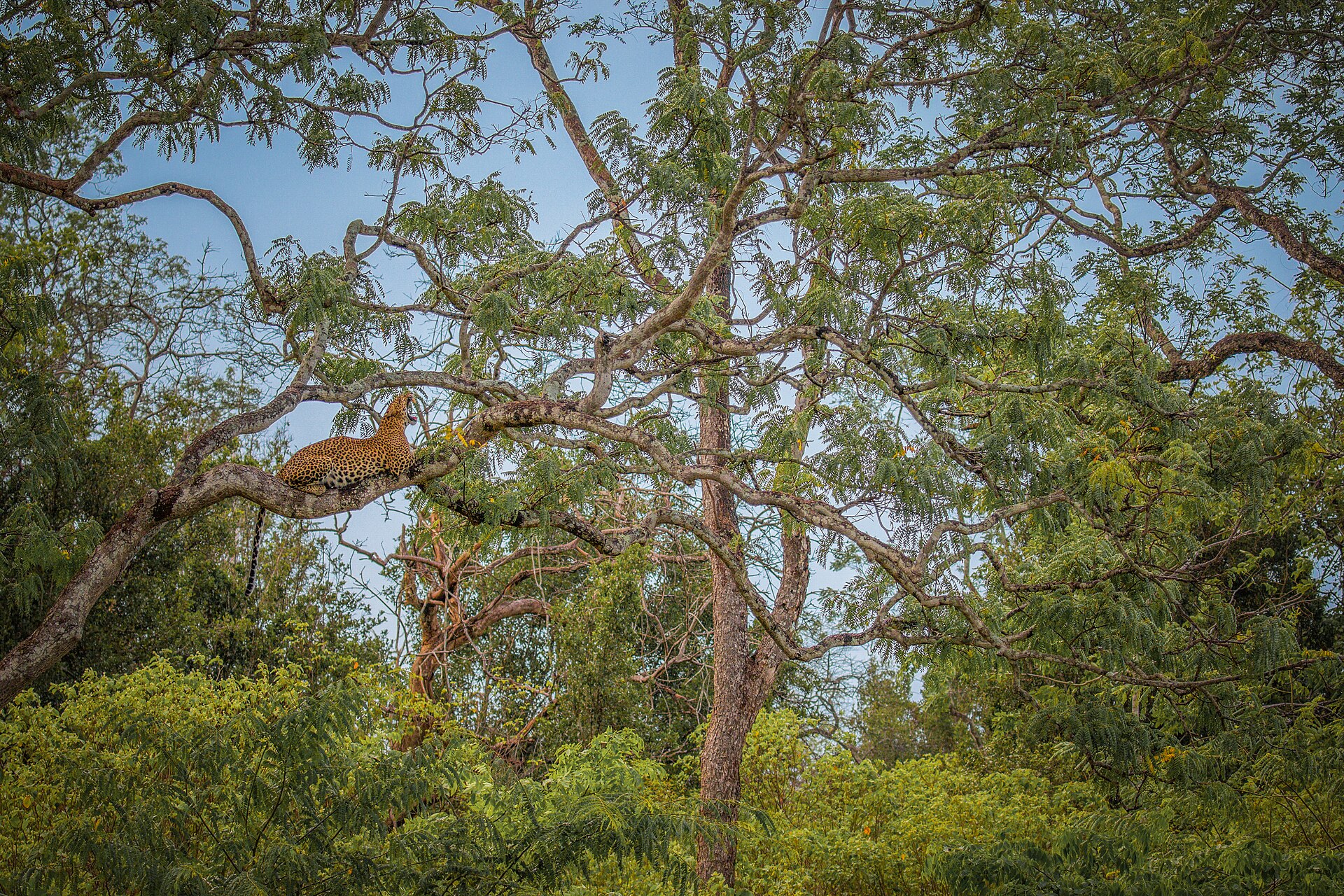 A Sri Lankan leopard stretched along a tree branch in dry forest.