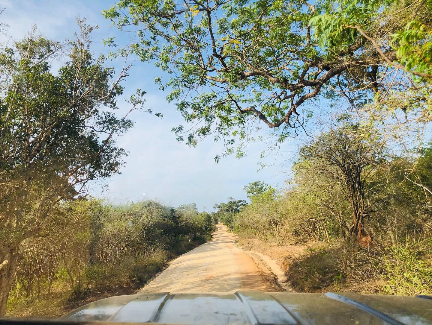 A safari jeep on a dirt track inside Yala National Park, Sri Lanka.