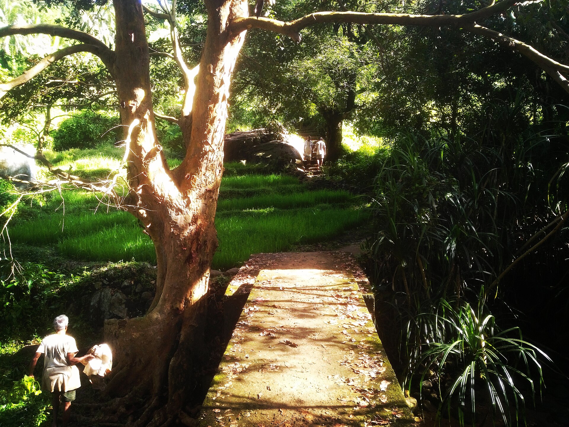 A sunlit sandy lane leading into a Sri Lankan village, with palms, paddy and villagers walking ahead.